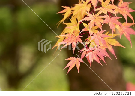 紅葉した美しいモミジ　アップ　鮮やか 120293721