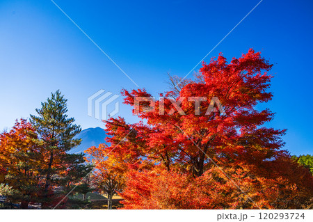 【山梨県】モミジの紅葉が美しい、全国育樹祭記念広場から眺める富士山 120293724