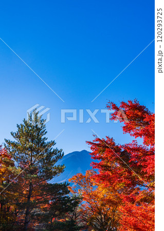 【山梨県】モミジの紅葉が美しい、全国育樹祭記念広場から眺める富士山 120293725