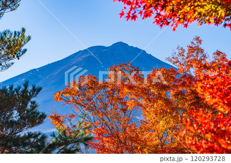 【山梨県】モミジの紅葉が美しい、全国育樹祭記念広場から眺める富士山 120293728