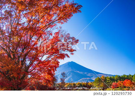【山梨県】モミジの紅葉が美しい、全国育樹祭記念広場から眺める富士山 120293730