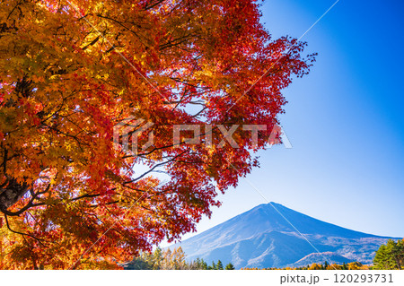 【山梨県】モミジの紅葉が美しい、全国育樹祭記念広場から眺める富士山 120293731