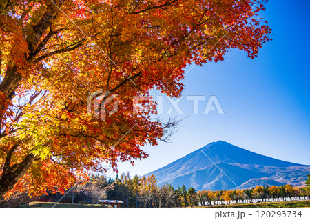 【山梨県】モミジの紅葉が美しい、全国育樹祭記念広場から眺める富士山 120293734