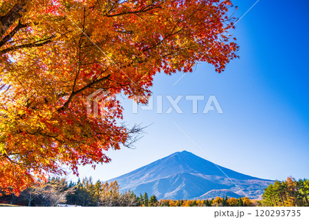 【山梨県】モミジの紅葉が美しい、全国育樹祭記念広場から眺める富士山 120293735