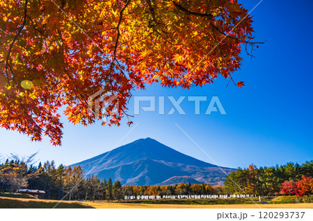 【山梨県】モミジの紅葉が美しい、全国育樹祭記念広場から眺める富士山 【山梨県】モミジの紅葉が美しい、全国育樹祭記念広場から眺める富士山 120293737