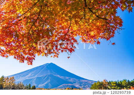 【山梨県】モミジの紅葉が美しい、全国育樹祭記念広場から眺める富士山 120293739