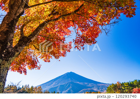 【山梨県】モミジの紅葉が美しい、全国育樹祭記念広場から眺める富士山 120293740
