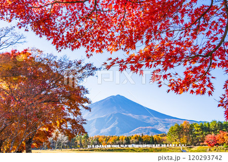 【山梨県】モミジの紅葉が美しい、全国育樹祭記念広場から眺める富士山 120293742