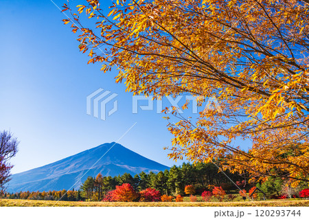 【山梨県】モミジの紅葉が美しい、全国育樹祭記念広場から眺める富士山 【山梨県】モミジの紅葉が美しい、全国育樹祭記念広場から眺める富士山 120293744