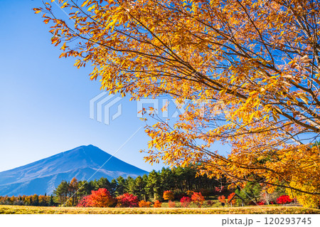 【山梨県】モミジの紅葉が美しい、全国育樹祭記念広場から眺める富士山 【山梨県】モミジの紅葉が美しい、全国育樹祭記念広場から眺める富士山 120293745