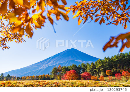 【山梨県】モミジの紅葉が美しい、全国育樹祭記念広場から眺める富士山 【山梨県】モミジの紅葉が美しい、全国育樹祭記念広場から眺める富士山 120293746