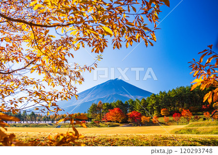 【山梨県】モミジの紅葉が美しい、全国育樹祭記念広場から眺める富士山 【山梨県】モミジの紅葉が美しい、全国育樹祭記念広場から眺める富士山 120293748