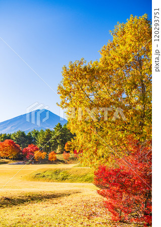 【山梨県】モミジの紅葉が美しい、全国育樹祭記念広場から眺める富士山 120293751