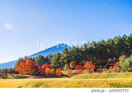 【山梨県】モミジの紅葉が美しい、全国育樹祭記念広場から眺める富士山 120293753