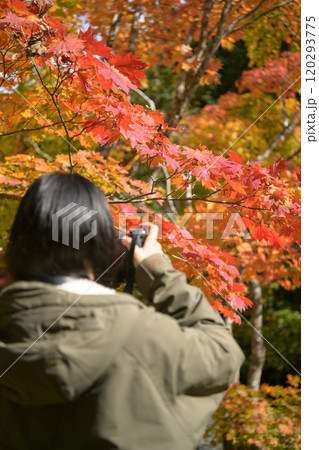 紅葉を撮る女性 120293775