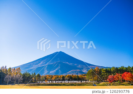 【山梨県】モミジの紅葉が美しい、全国育樹祭記念広場から眺める富士山 【山梨県】モミジの紅葉が美しい、全国育樹祭記念広場から眺める富士山 120293776