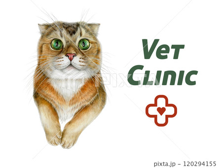 Vet clinic banner with realistic cute cat illustration red cross, heart, and Vet Clinic text. Perfect for pet products, veterinary clinics, pet stores, animal healthcare branding. White background 120294155