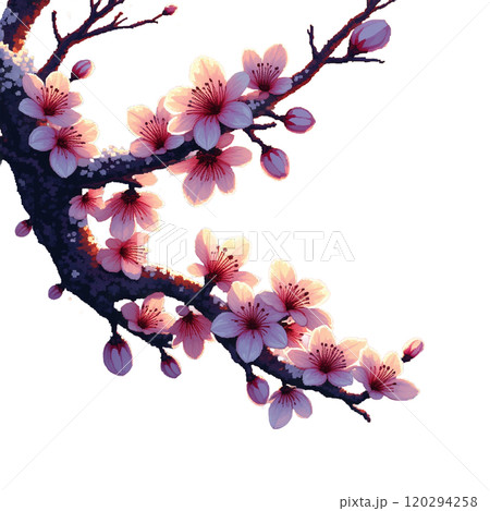 霜化粧の梅 霜化粧の梅 120294258