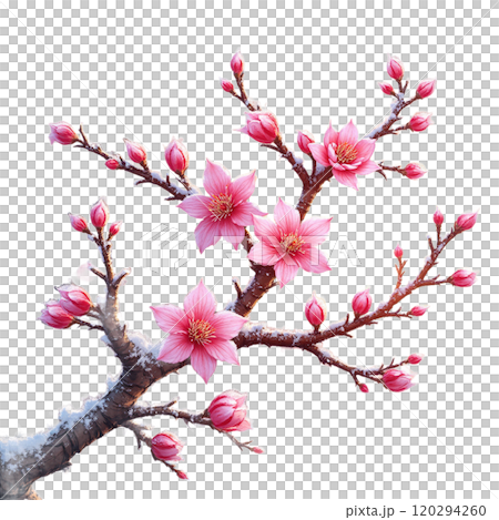 霜化粧の梅 120294260