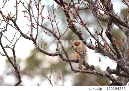 梅の木にとまるモズ 120294283