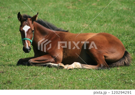 未来の名馬 part2 未来の名馬 part2 120294291