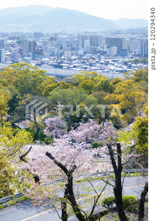 桜の花 桜の花 120294340