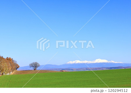 青空と冠雪した大雪山系の山々と紅葉したカラマツのある北海道らしい風景 青空と冠雪した大雪山系の山々と紅葉したカラマツのある北海道らしい風景 120294512