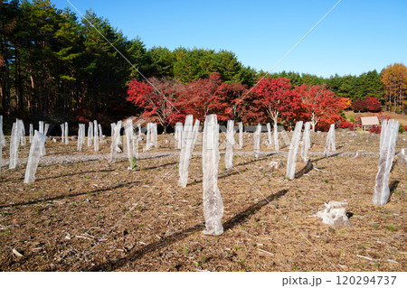 【山梨県】全国育樹祭記念広場　植栽・保護された樹木 120294737