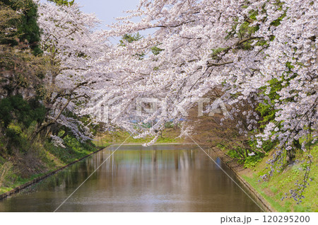 弘前城、満開の桜とお堀 120295200