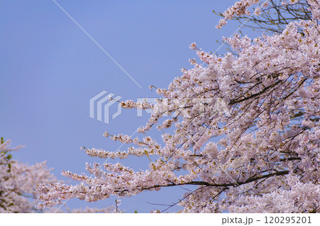 弘前城、青空に映える満開の桜 弘前城、青空に映える満開の桜 120295201