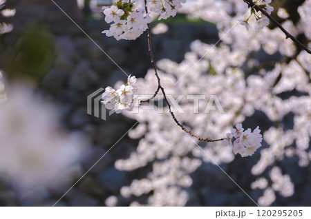 弘前城、石垣に覆いかぶさる桜 120295205