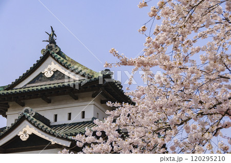 弘前城、天守と桜 120295210