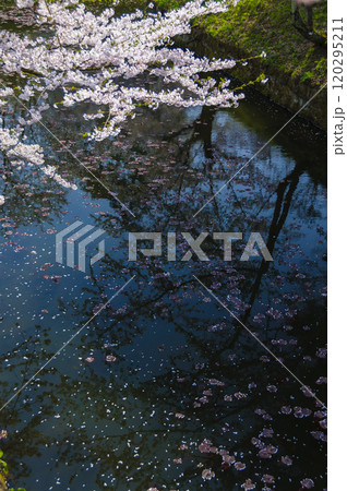 弘前城、水面に映る桜 弘前城、水面に映る桜 120295211