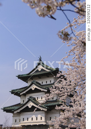 弘前城、天守と桜 120295212