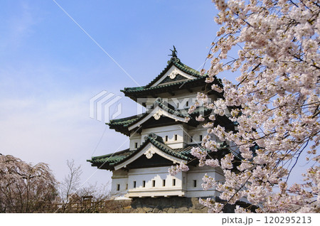 弘前城、天守と桜 120295213