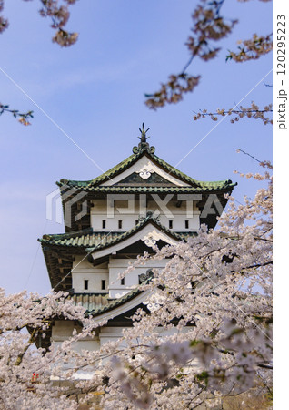弘前城、桜に囲まれた天守閣 弘前城、桜に囲まれた天守閣 120295223