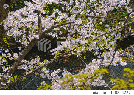 弘前城、満開の桜とお堀 弘前城、満開の桜とお堀 120295227