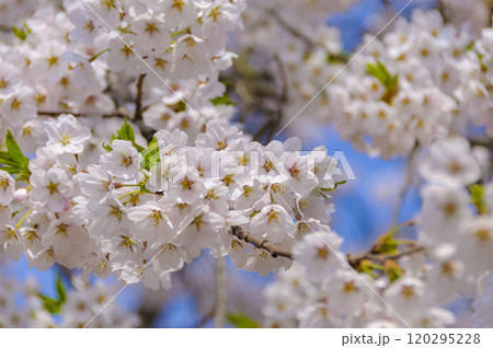春の日差しを浴びて輝く満開の桜 春の日差しを浴びて輝く満開の桜 120295228