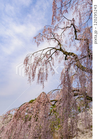 弘前城、満開の枝垂れ桜 弘前城、満開の枝垂れ桜 120295243