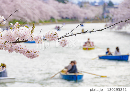 弘前城、桜の下でボートを漕ぐ人 120295251