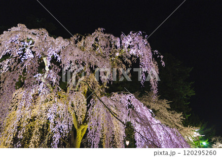 弘前城、ライトアップされた枝垂れ桜 120295260