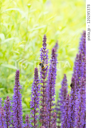 春に咲く紫の花と蜂 120295378