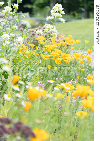 北海道の春の花畑 北海道の春の花畑 120295379