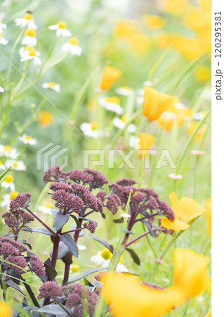 北海道の春の花畑 北海道の春の花畑 120295381
