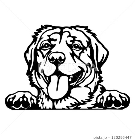 Peeking Labrador Retriever - Dog Breed - Pet Vector Portrait, Dog Silhouette Stencil - Cricut file EPS 120295447