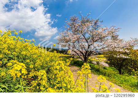 白木峰高原の菜の花と桜【長崎県諫早市】 120295960