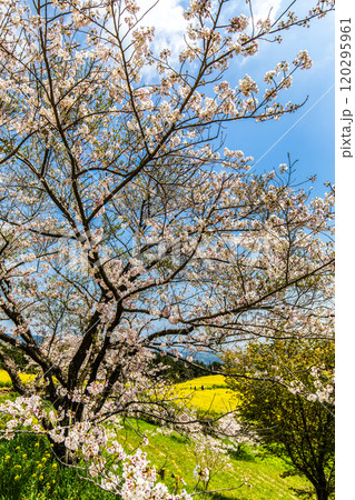 白木峰高原の菜の花と桜【長崎県諫早市】 120295961