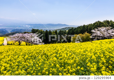 白木峰高原の菜の花と桜【長崎県諫早市】 白木峰高原の菜の花と桜【長崎県諫早市】 120295964