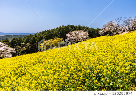 白木峰高原の菜の花と桜【長崎県諫早市】 白木峰高原の菜の花と桜【長崎県諫早市】 120295974