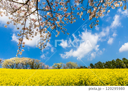 白木峰高原の菜の花と桜【長崎県諫早市】 120295980